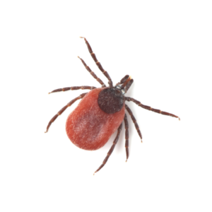 Deer Tick up close white background