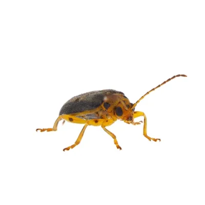 Elm Leaf Beetle on a white background