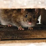 Rodent hiding between wooden blocks