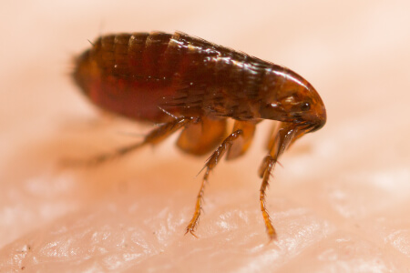 flea on skin up close