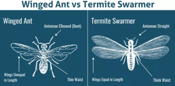 Graphic comparing flying winged ants with termite swarmers