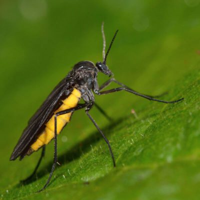 Fungus Gnat