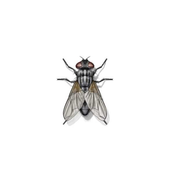 Garbage Fly