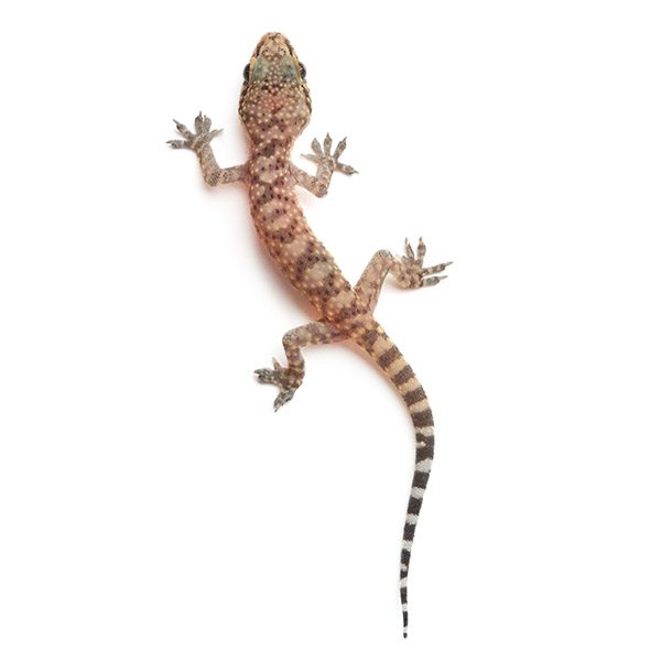 Gecko