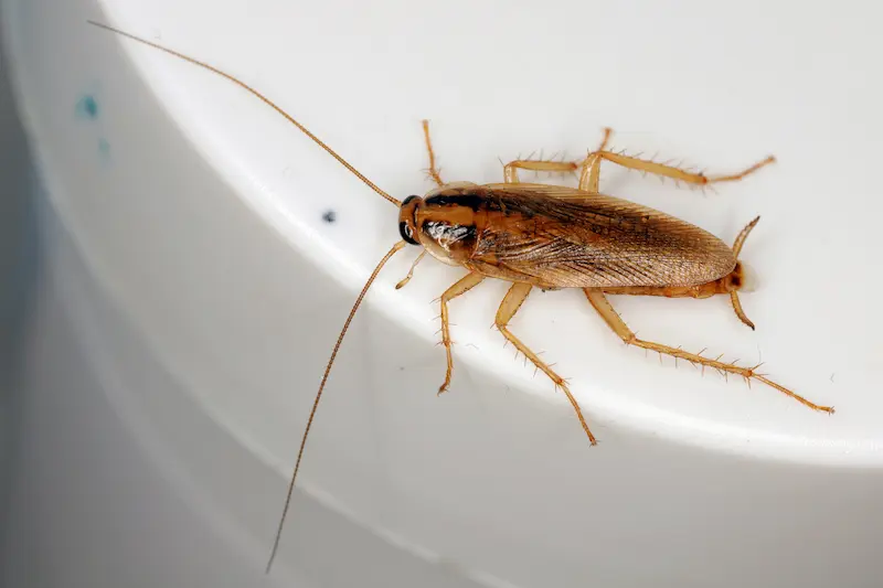 German cockroach on a white smooth surface