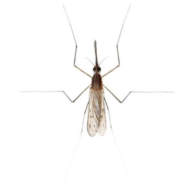 Gnat / Midge (non-biting)
