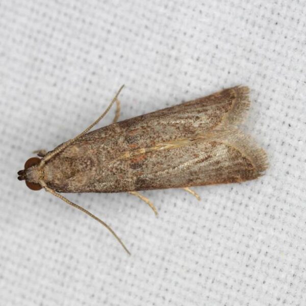 Grain moth on white background