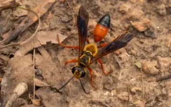 top-down view of a great golden digger wasp on long island