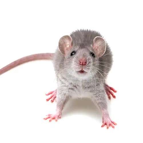 A gray rat on a white background - Keep pests away from your home with Suburban Exterminating