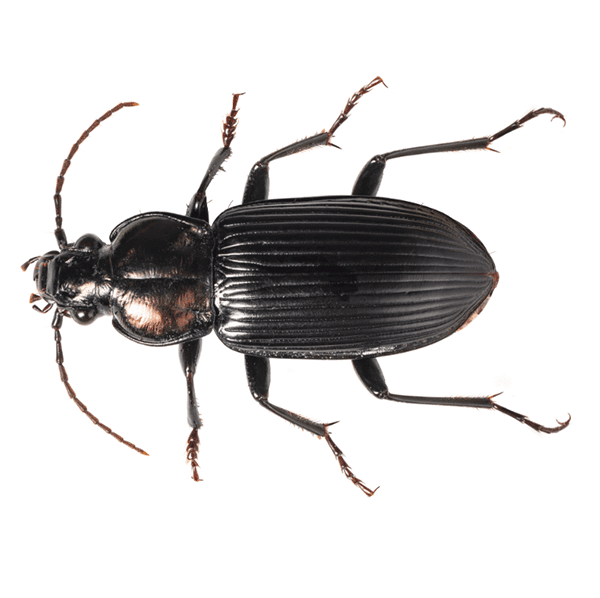 Ground Beetle