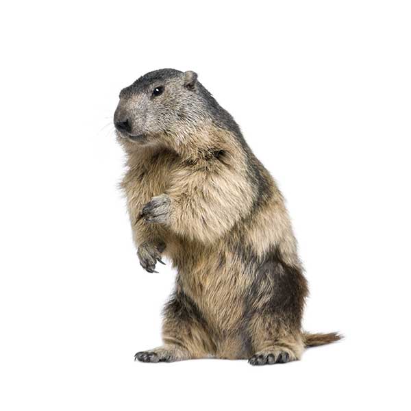Groundhog