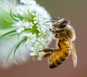 honeybee on flower | Suburban Exterminating in NY