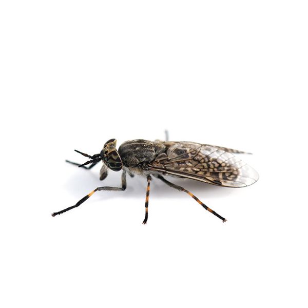 Horse Fly