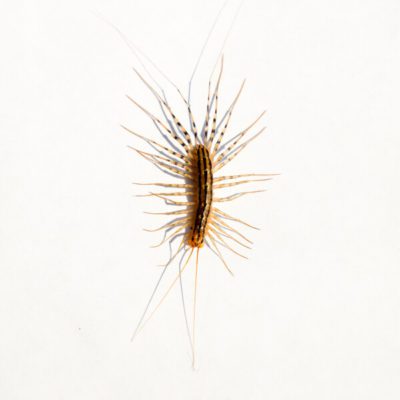 House Centipede