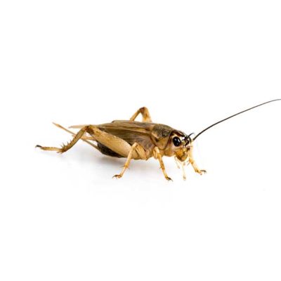 House Cricket