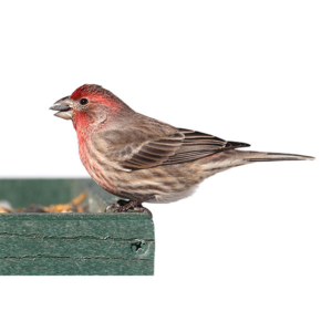 House Finch up close white background