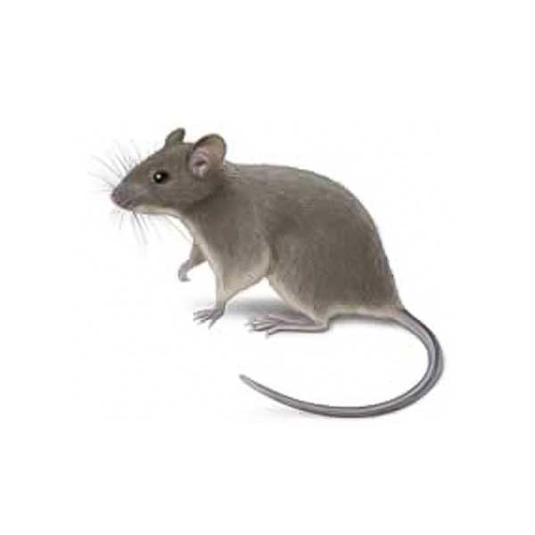 House Mouse | Suburban Exterminating serving Ronkonkoma, NY