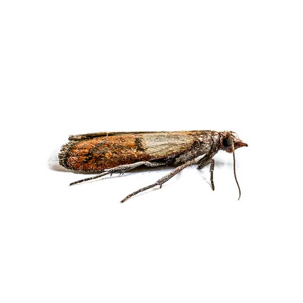 Indian Meal Moth | Suburban Exterminating serving Ronkonkoma, NY