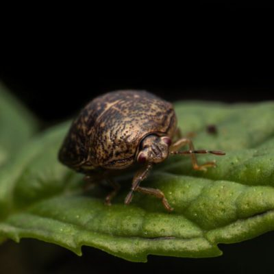 Kudzu Bug