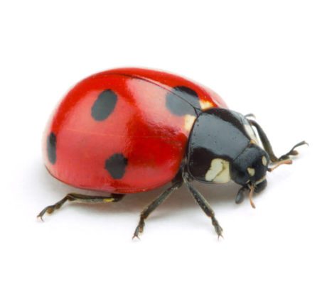 Ladybug
