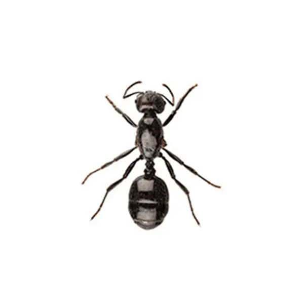 Ants