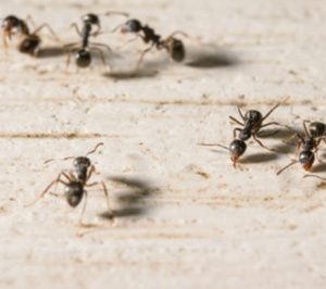 Little black ants, a common type of ant on long island, scurry along a countertop in a Nassau County home