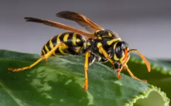 close up of an eastern yellowjacket on long island