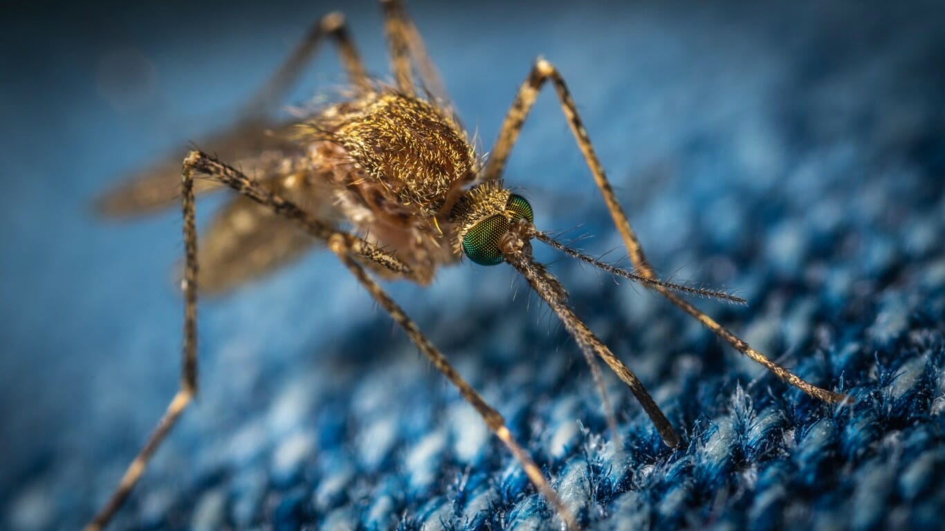 Mosquito Close Up