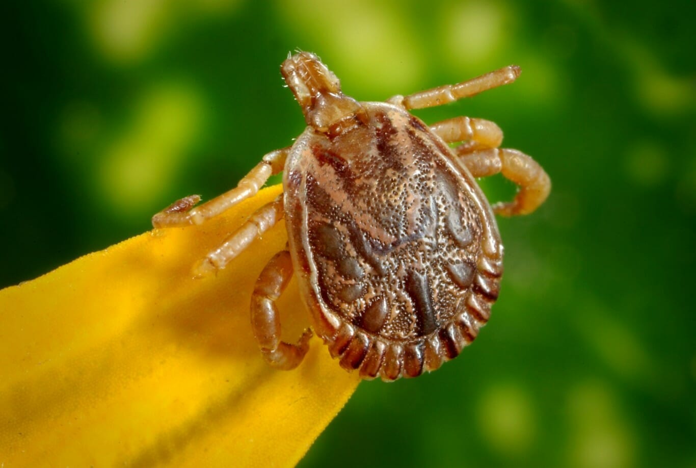 Tick Close Up