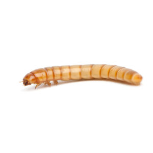Mealworm up close white background