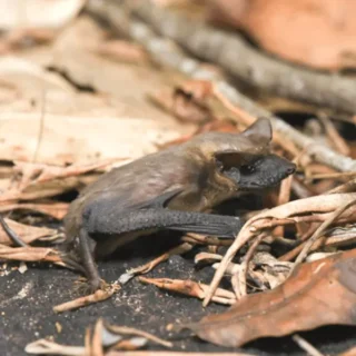 Mexican Free-Tailed Bat