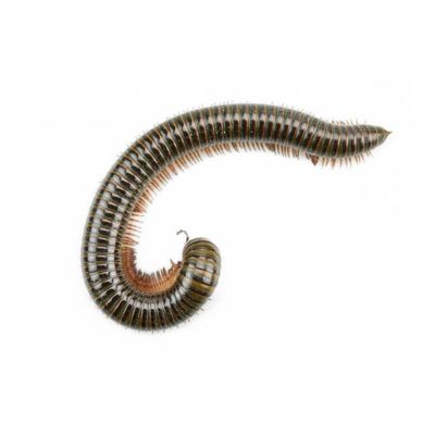 Millipede