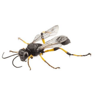Mud Dauber