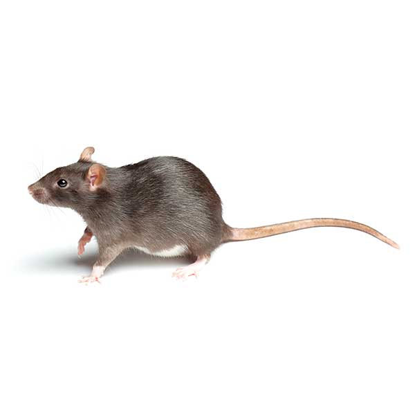 Norway Rat | Suburban Exterminating serving Ronkonkoma, NY