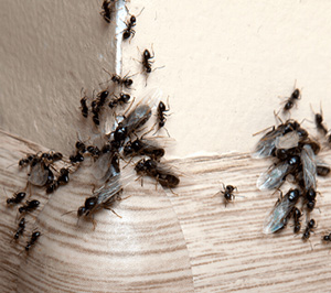 Odorous house ants, a common type of ant on long island, congregate on a wall in a suffolk county home