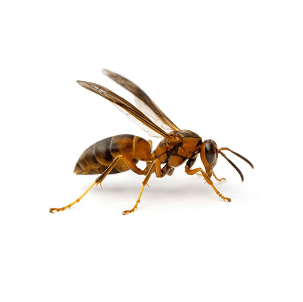 Paper Wasp | Suburban Exterminating serving Ronkonkoma, NY
