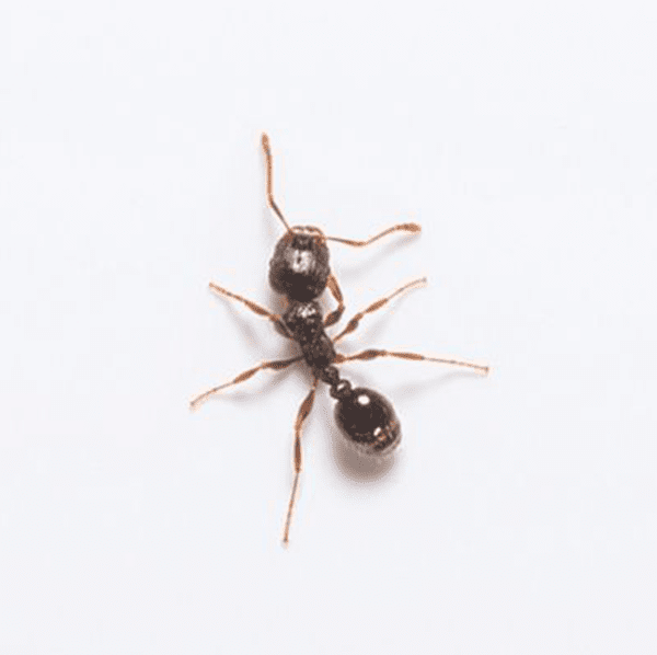 Pavement Ant
