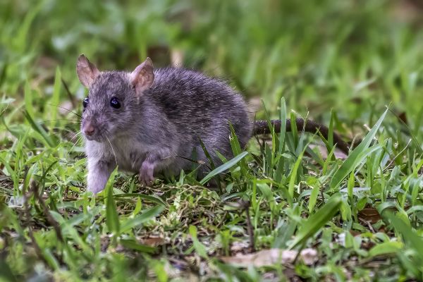 Rat on lawn