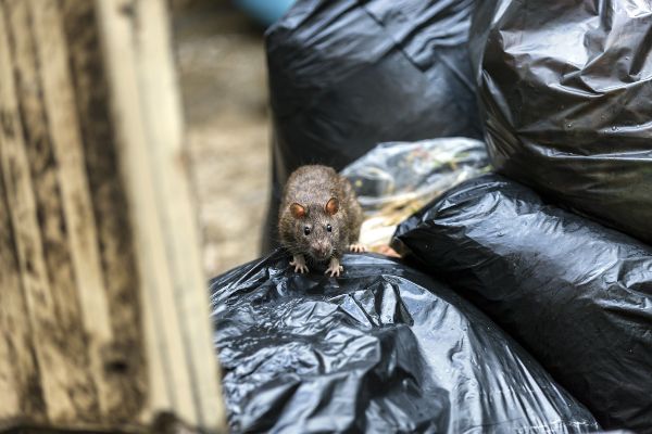 Rat on top of garbage bag