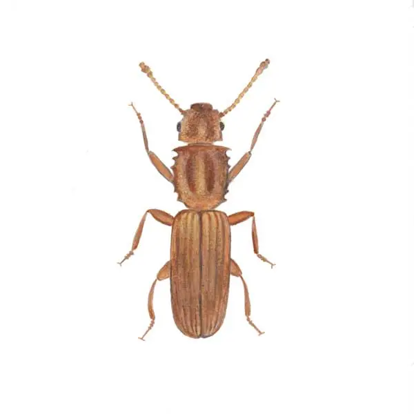 Sawtoothed Grain Beetle | Suburban Exterminating serving Ronkonkoma, NY