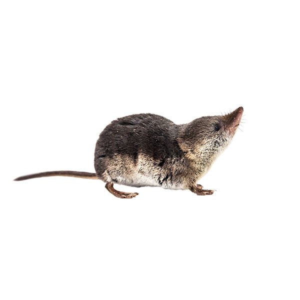 Shrew