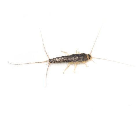 Silverfish