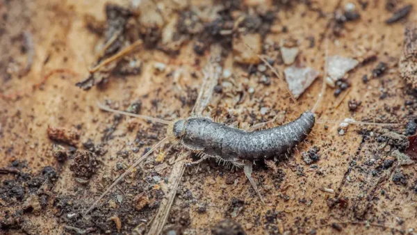 Closeup photo of a silverfish walking across dirt& wood.