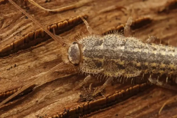 Closeup photo of a silverfish walking across dirt& wood.
