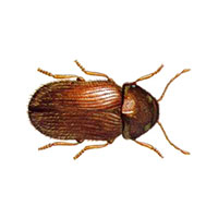 Closeup of a Drugstore Beetle against a white background.