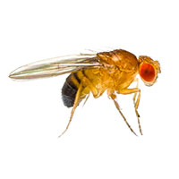 Closeup of a Fruit Fly against a white background.