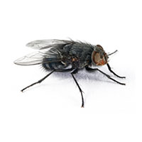 Closeup of a House Fly against a white background.