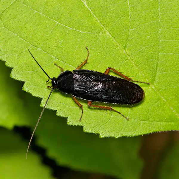 Closeup of a Smokybrown Cockroach on a green leaf
