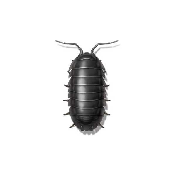 Sow Bug | Suburban Exterminating serving Ronkonkoma, NY