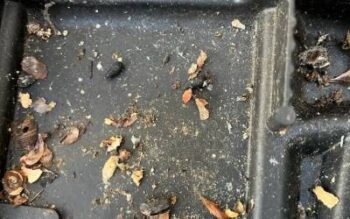 what does squirrel poop look like? almost black in color, larger than other rodent droppings